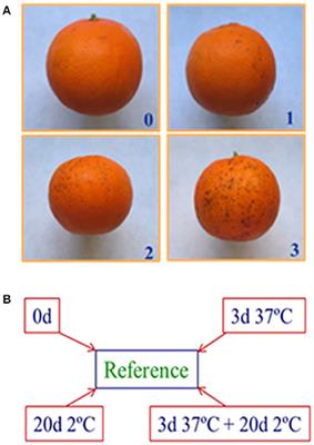 Insights into the Molecular Events That Regulate Heat-Induced Chilling Tolerance in Citrus Fruits